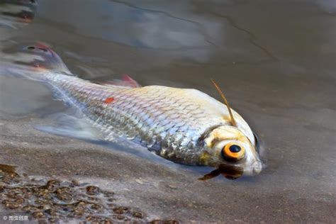 魚死掉怎麼處理